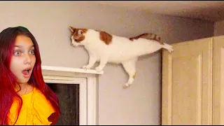 СМЕШНЫЕ КОТЫ В ТИКТОК 🙀 Коты и Собаки! НЕ ЗАСМЕЙСЯ ЧЕЛЛЕНДЖ Funny Cats TikTok Валеришка