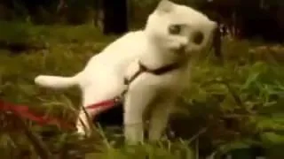 Дьявольский Кот !!!! Ржач полный    WTF KITTY