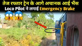 Train vs Animal || Loco Pilot Applied Emergency Brake to save the animal life || Train Accident