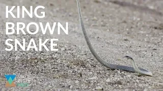 Australia's Largest Venomous Snake: The King Brown
