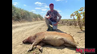 Wild Boar Hunting with Cz557 8X57 JS , ShotKam