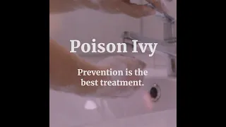 Prevention is the best treatment for poison ivy