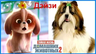 Новые Герои Тайная жизнь домашних животных 2 В РЕАЛЬНОЙ ЖИЗНИ The Secret Life Of Pets in real life