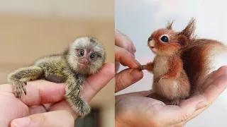 10 Cutest Baby Animals That Will Make You Go Aww #2