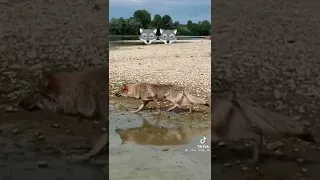 Wolves hunting technique