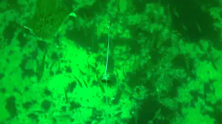 small Halibut attacks waterwolf cam