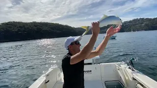 BEST WAY TO CATCH RAT KINGS SYDNEY HARBOUR !!