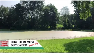 How To Remove Duckweed