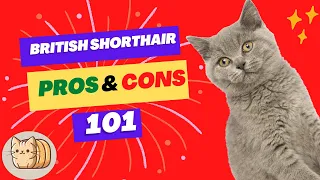 British Shorthair 101:Everything you need to know before getting one