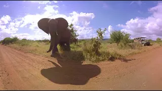 360 Degrees of Elephant Spotting in South Africa