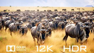 12K HDR 60 FPS Dolby Vision - Animal Landscapes And Relaxing Piano Music With Natural Sounds