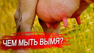 Как мыть вымя коровы. Обработка вымени до и после доения.