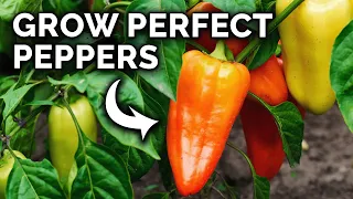 My Pepper Growing Secrets For Huge Harvests