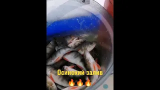 Осинский залив