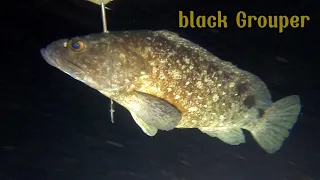 Night spearfishing catch Grouper and midnight snapper
