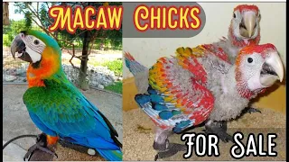 Macaw Parrot Chicks For Sale | Beautiful Macaw Parrot Chicks Available