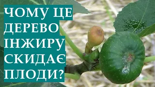 Чому дерево інжиру скидає плоди? Що необхідно зробити для зупинення обсипання інжиру?