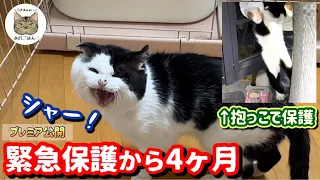 【老野良猫保護】シャー！が挨拶の野良猫保護から4ヶ月！変化が…？ウチの子になってくれてありがとうパンちゃん