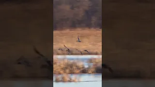 Waterfowl Migration