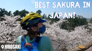 Japan's Most Famous Sakura Spot - Hirosaki Cherry Blossoms 2022