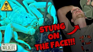 STUNG On The FACE! SCORPION Black Light ADVENTURE!