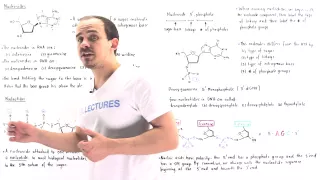 Nucleosides and Nucleotides