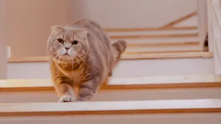 The reaction of Cats who first saw a three-story house. *cuteness overload*