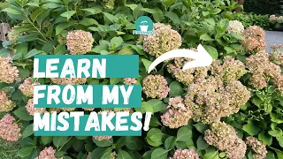 Step by Step: How to Deadhead Hydrangeas | Prune Hydrangeas