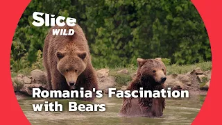 The traces of Time on the Fascination of Bears in Romania | SLICE WILD