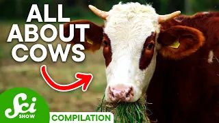 7 Wild Facts About Cows You Should Know | Compilation