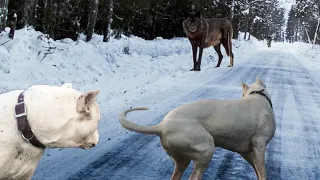 Argentine Dog vs Two Wolves Real Fight to Death