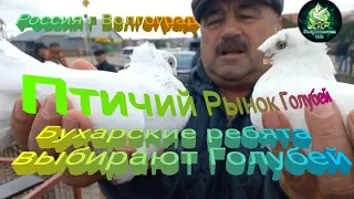 ПТИЧИЙ РЫНОК ГОЛУБЕЙ В ВОЛГОГРАДЕ 2)ЧАСТЬ,BIRD MARKET OF PIGEONS IN VOLGOGRAD 24.09.2022г!!!