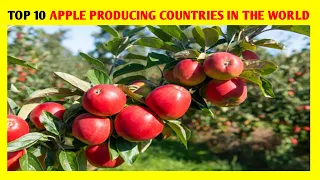 Top 10 Apple Producing Countries in the world / Top 10 IW