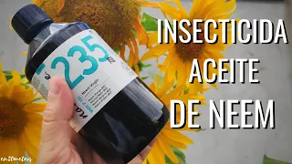 Qué es el ACEITE DE NEEM (nim)?  Qué lleva, qué hace y cómo se usa? FUERA DUDAS || en20metros