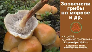 Зазвенели грибы на морозе и др. Дневник грибника 12 октября 2022 года.