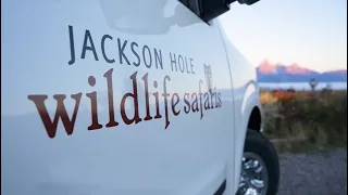 Jackson Hole Wildlife Safaris