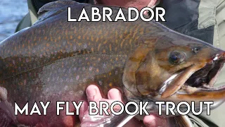 Mayflies Emergers and Mice for Brook Trout | Labrador