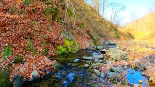 Autumn stream