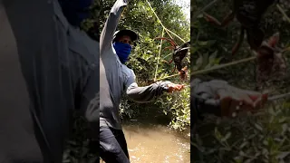 BIG Mud Crab catching #crabbing #crab #fishing #cooking #aagrikoli #mangrove #explore