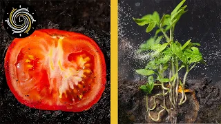 Growing TOMATOES Time-lapse | Planting tomato slice to grow tomatoes Time-lapse | 2 weeks in 2 mins