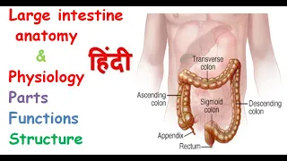 large intestine anatomy & physiology in hindi || functions || parts || layers