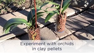 24 - Experiment with Orchids in Clay Pellets