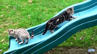 Котята катаются с горки