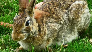 Rabbit, woods, and birds in my backyard