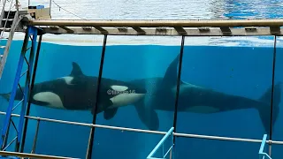 Wikie and her son - April 29, 2023 - Marineland France