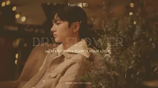 [1 HOUR LOOP] ENHYPEN JAY (제이) & Yuuri | Dry Flower (Collaboration Cover)