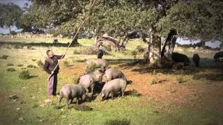 El cerdo ibérico en la Dehesa. Su cría y alimentación.