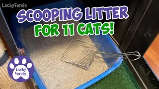 Scooping Litter For 11 Cats! 😺 Life With A Large Cat Family - Dr. Elsey's Cat Litter