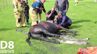 Paard uit sloot gered door brandweer en omstanders Laan van Adrichem De Lier D8