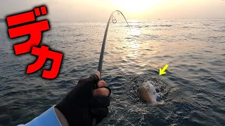 堤防から巨大魚が釣れた‼